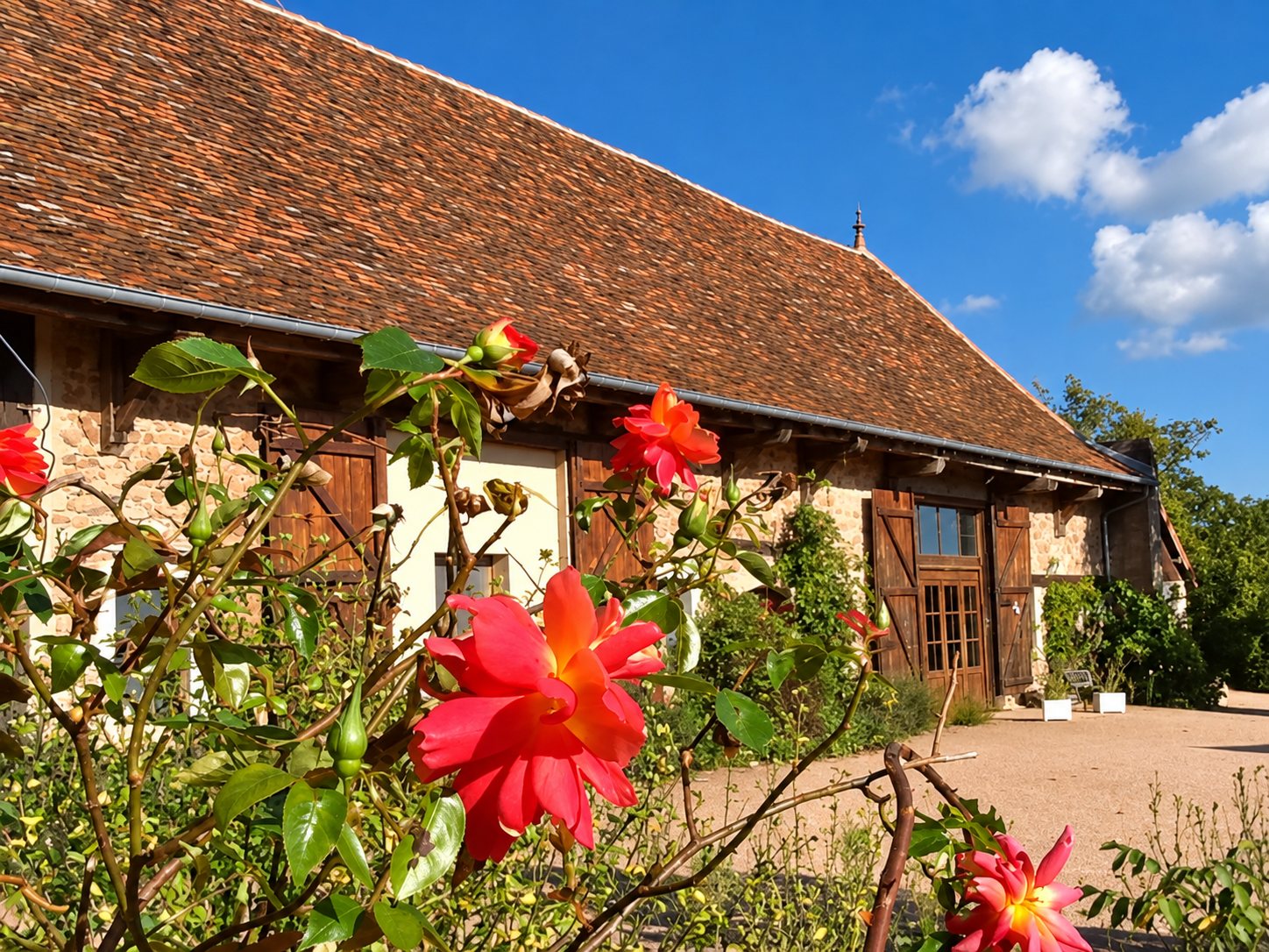 Une longère en pierre au grand toit de tuiles brunes, avec des roses rouges et orangées au premier plan sous un ciel bleu.